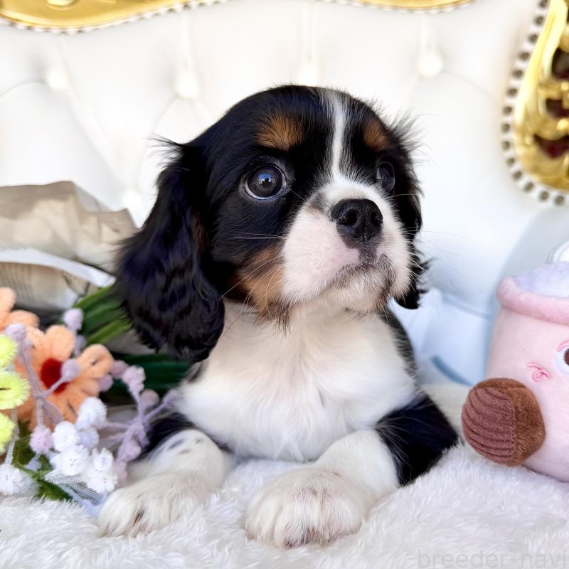 販売中の福岡県のキャバリアキングチャールズスパニエル-439702の25枚目