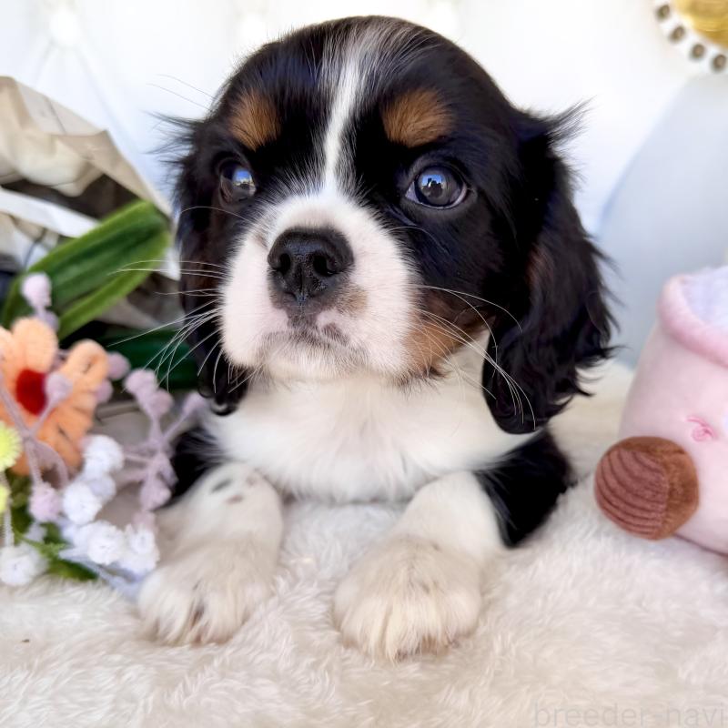 販売中の福岡県のキャバリアキングチャールズスパニエル-439702の24枚目