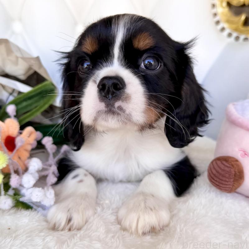 販売中の福岡県のキャバリアキングチャールズスパニエル-439702の23枚目