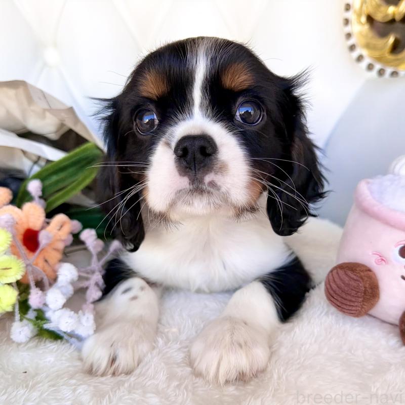 販売中の福岡県のキャバリアキングチャールズスパニエル-439702の22枚目