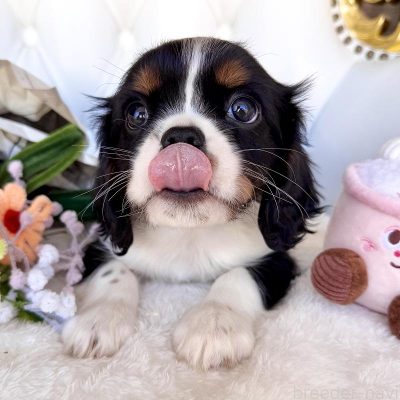 販売中の福岡県のキャバリアキングチャールズスパニエル-439702の21枚目