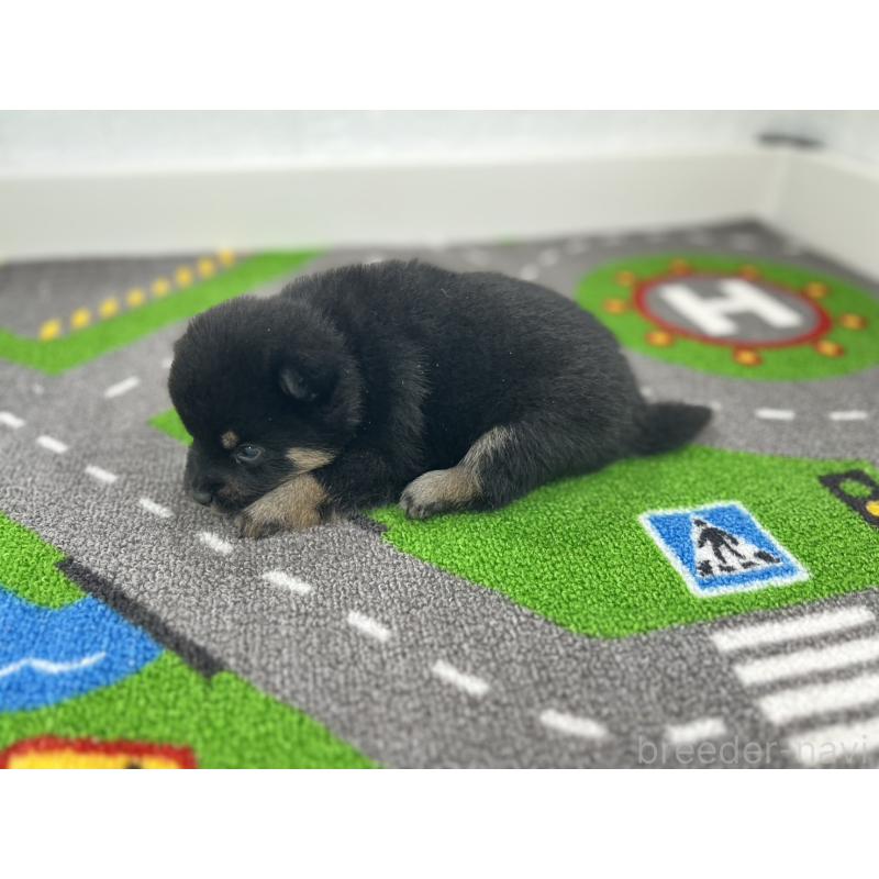 販売中の愛知県の豆柴-447614の6枚目