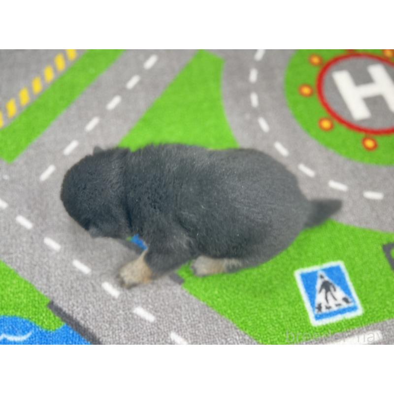 販売中の愛知県の豆柴-447614の5枚目