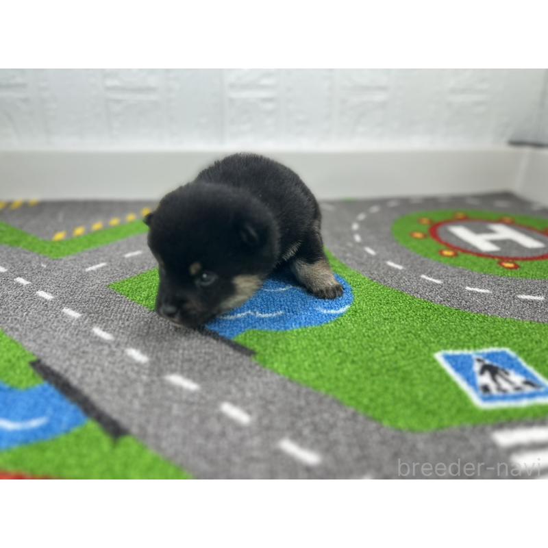 販売中の愛知県の豆柴-447614の4枚目