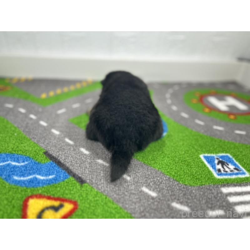 販売中の愛知県の豆柴-447614の3枚目