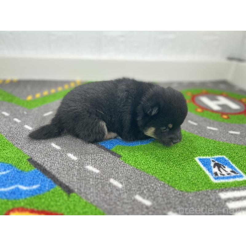 販売中の愛知県の豆柴-447614の2枚目