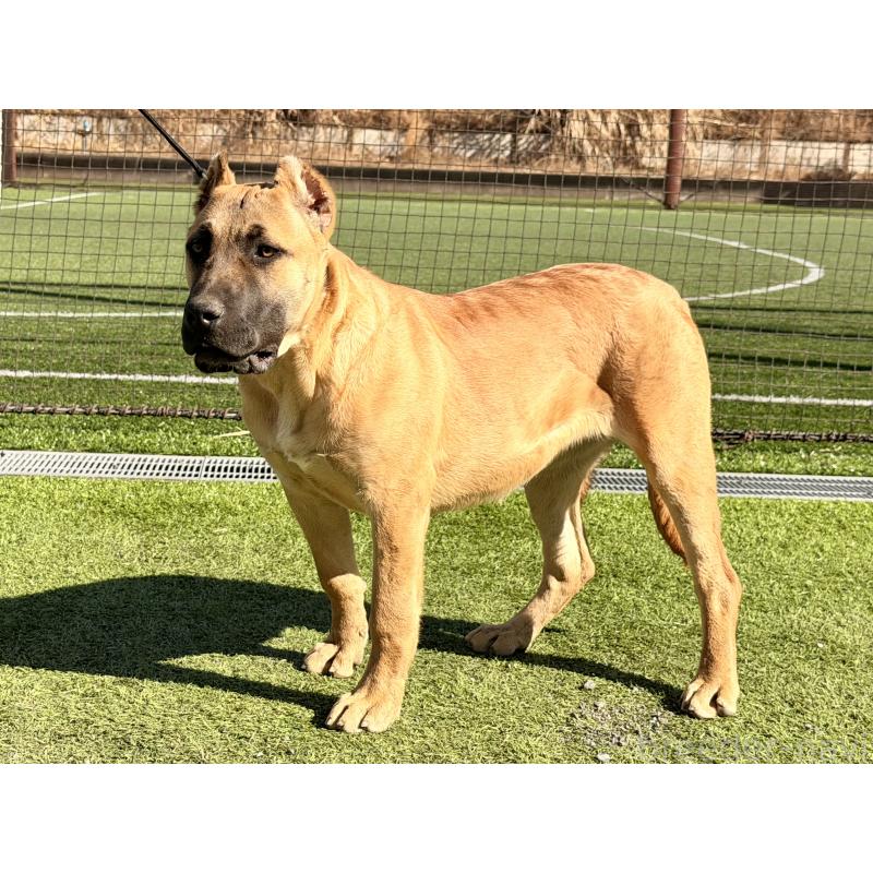 販売中の東京都のプレサカナリオ-426520の1枚目