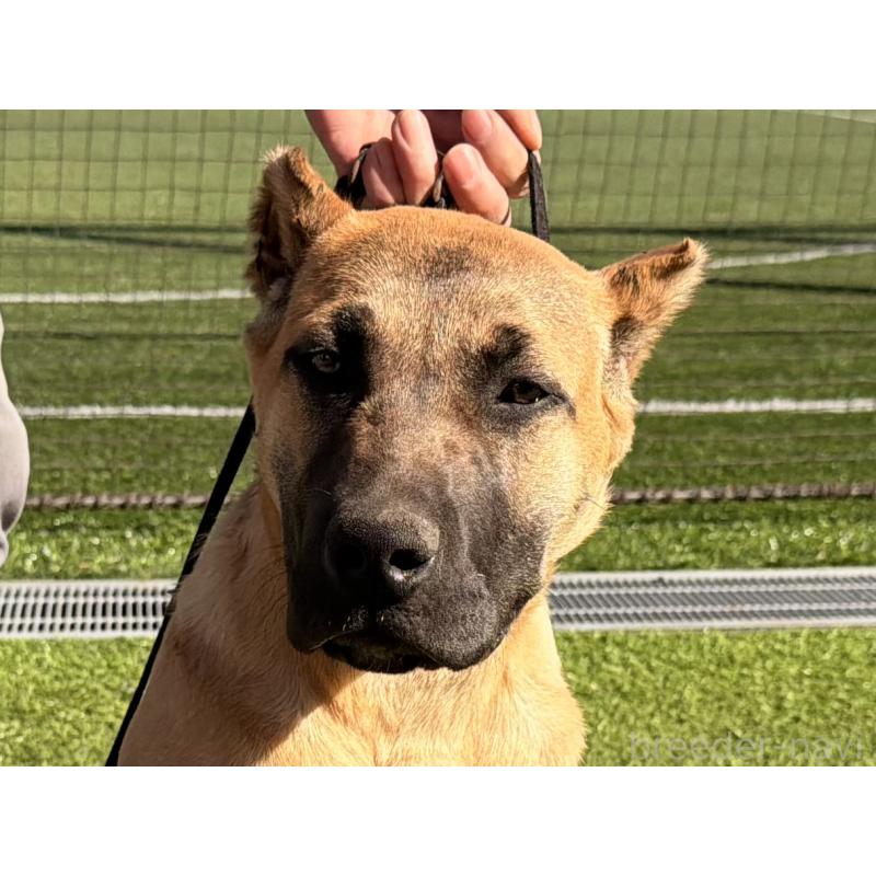 販売中の東京都のプレサカナリオ-426520の2枚目