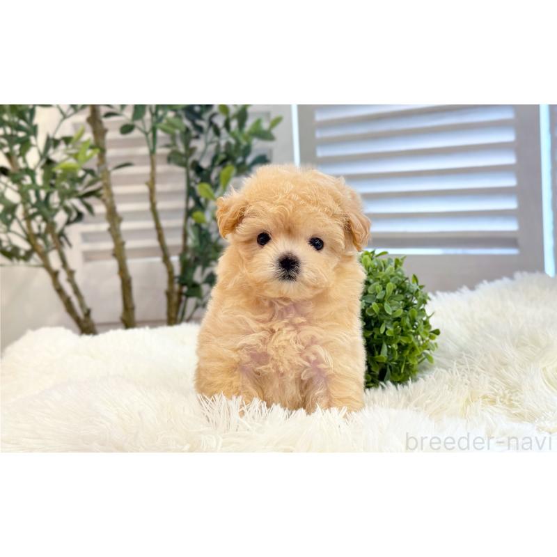 販売中の愛知県のマルプー:マルチーズ×トイプードル-447615の2枚目