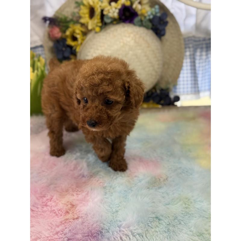 成約済の宮崎県のタイニープードル-447618の7枚目