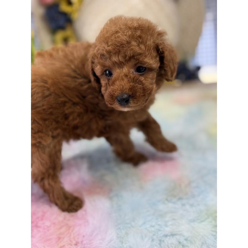 成約済の宮崎県のタイニープードル-447618の6枚目