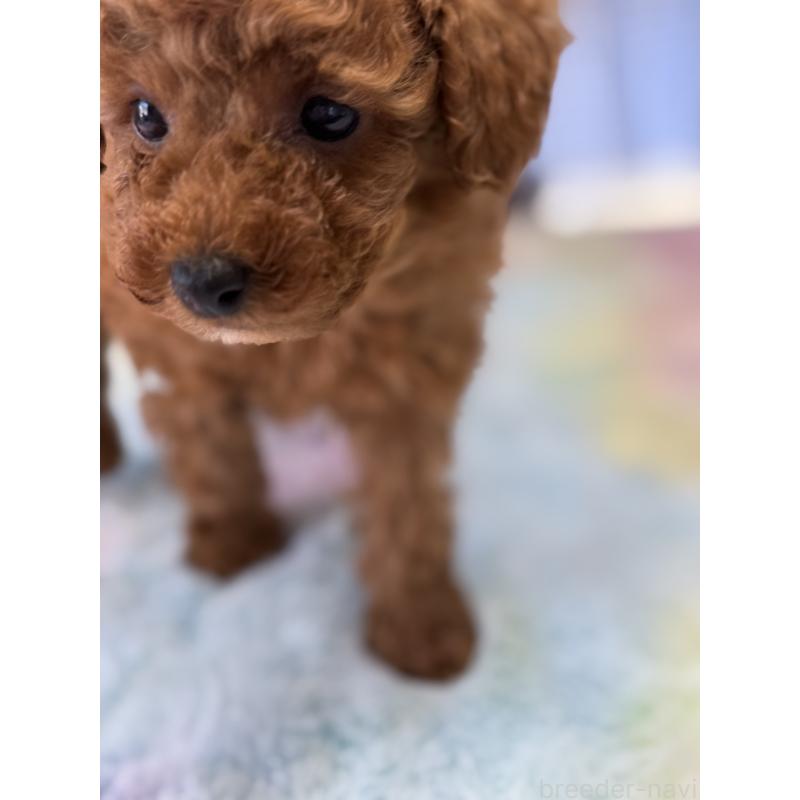 成約済の宮崎県のタイニープードル-447618の4枚目