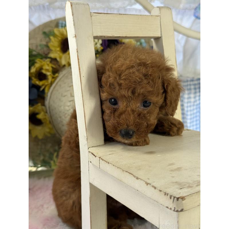 成約済の宮崎県のタイニープードル-447618の3枚目