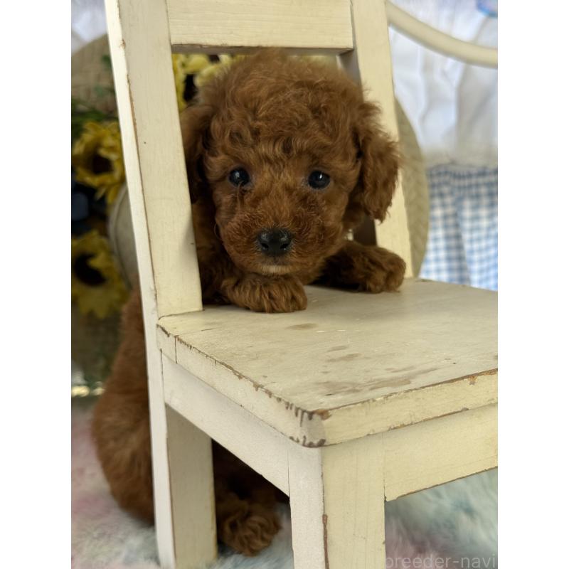 成約済の宮崎県のタイニープードル-447618の2枚目