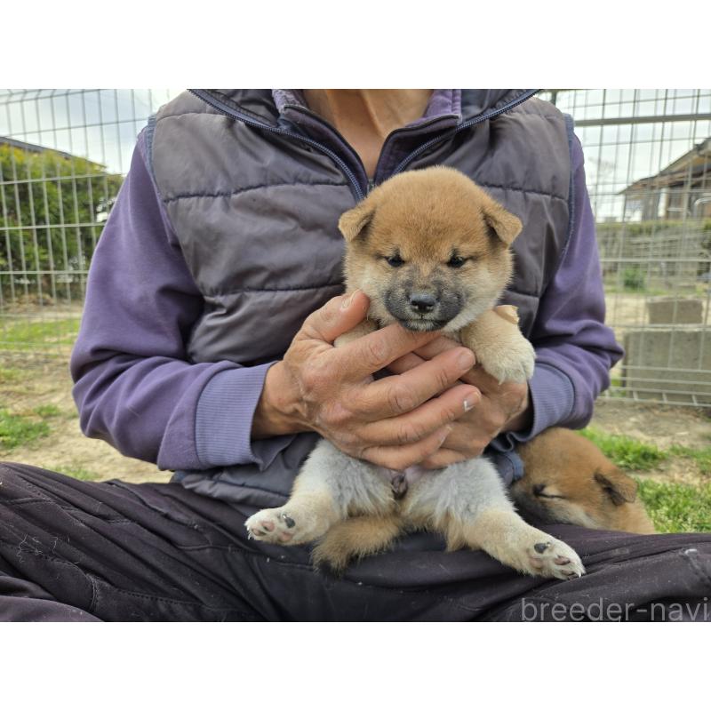 販売中の静岡県の柴犬-447617の5枚目