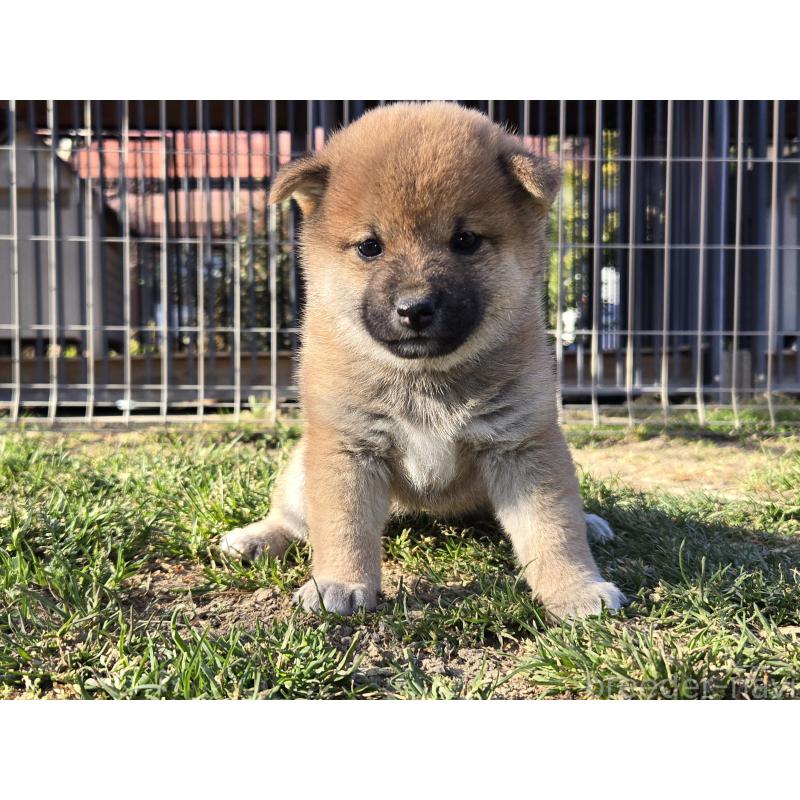 販売中の静岡県の柴犬-447617の4枚目