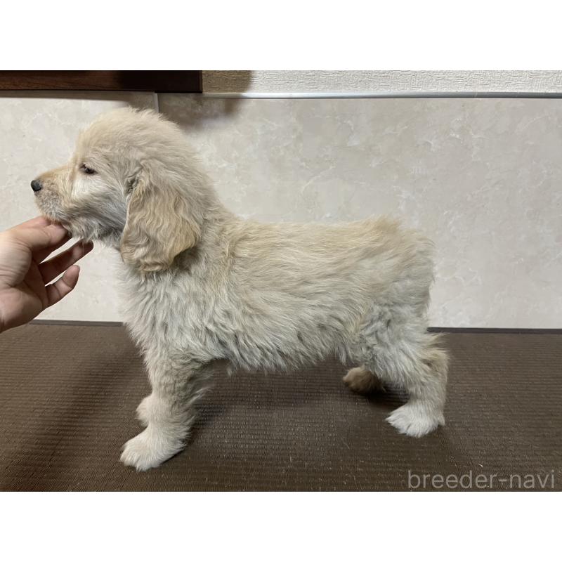 販売中の東京都のゴールデンドゥードル:ゴールデンレトリーバー×プードル-439711の3枚目