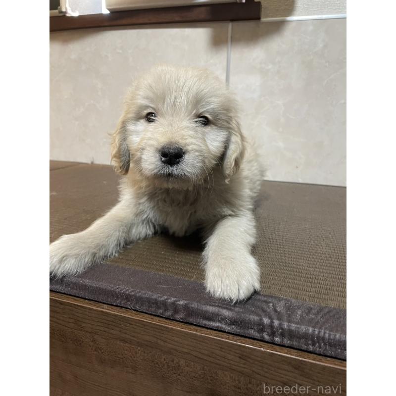 販売中の東京都のゴールデンドゥードル:ゴールデンレトリーバー×プードル-439711の2枚目