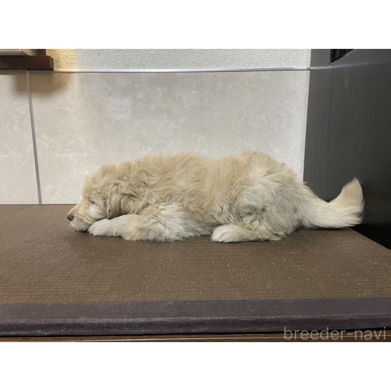 販売中の東京都のゴールデンドゥードル:ゴールデンレトリーバー×プードル-439708の3枚目