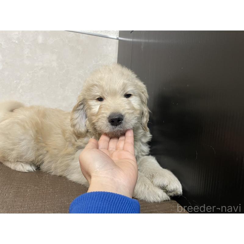 販売中の東京都のゴールデンドゥードル:ゴールデンレトリーバー×プードル-439708の2枚目