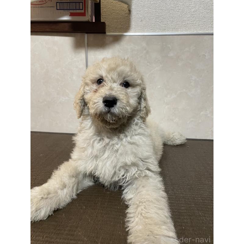 販売中の東京都のゴールデンドゥードル:ゴールデンレトリーバー×プードル-437301の3枚目