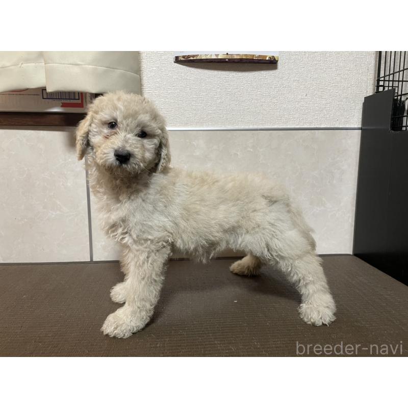 販売中の東京都のゴールデンドゥードル:ゴールデンレトリーバー×プードル-437301の2枚目