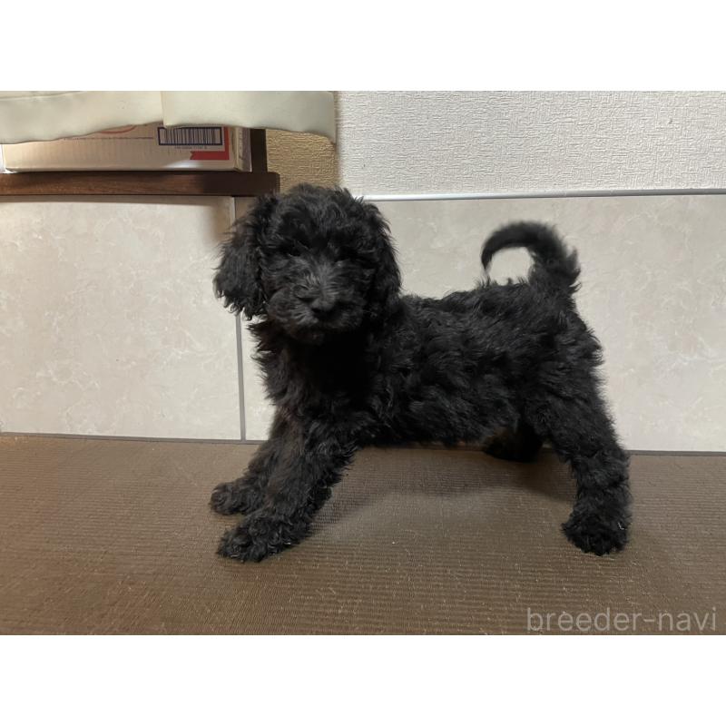 販売中の東京都のゴールデンドゥードル:ゴールデンレトリーバー×プードル-437543の3枚目