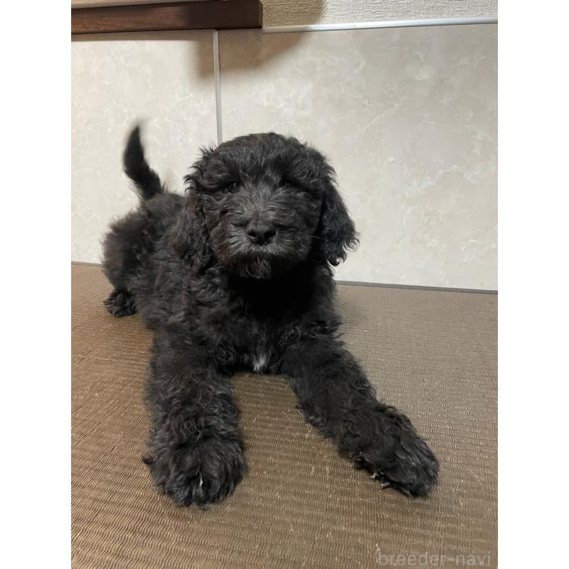 販売中の東京都のゴールデンドゥードル:ゴールデンレトリーバー×プードル-437543の2枚目