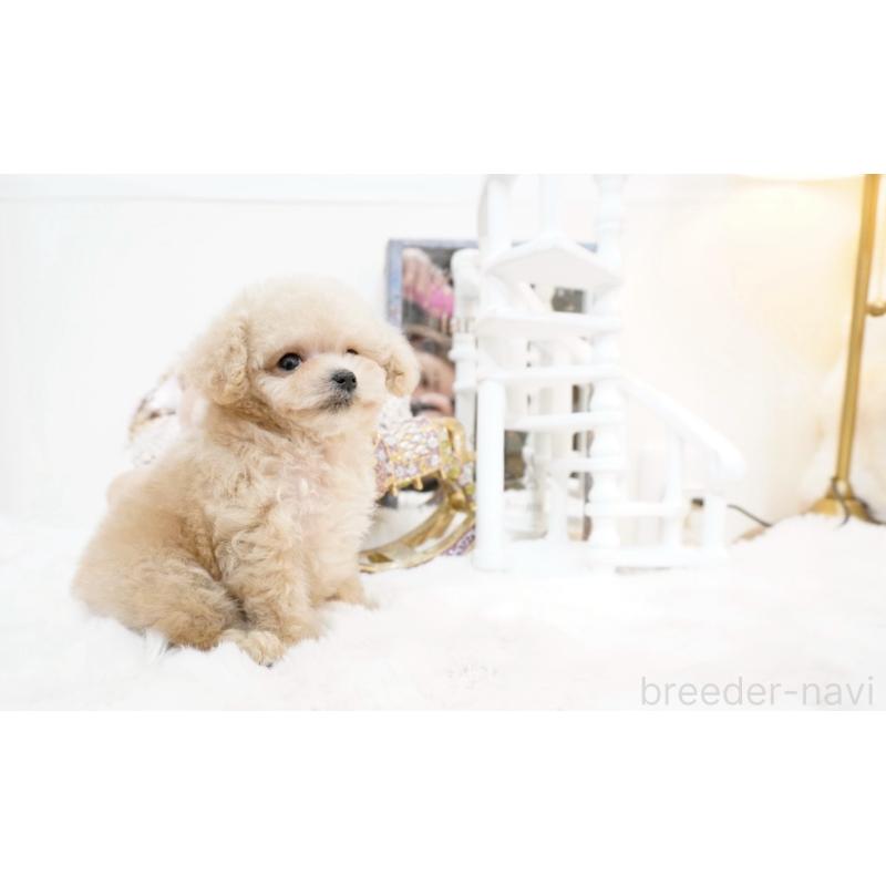 販売中の大阪府のティーカッププードル-447619の16枚目