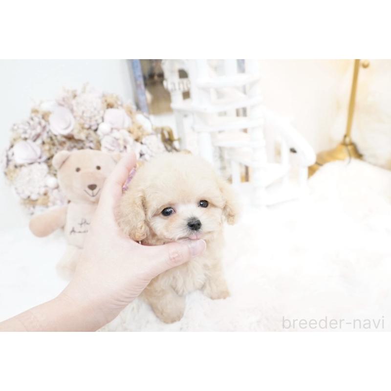 販売中の大阪府のティーカッププードル-447619の15枚目