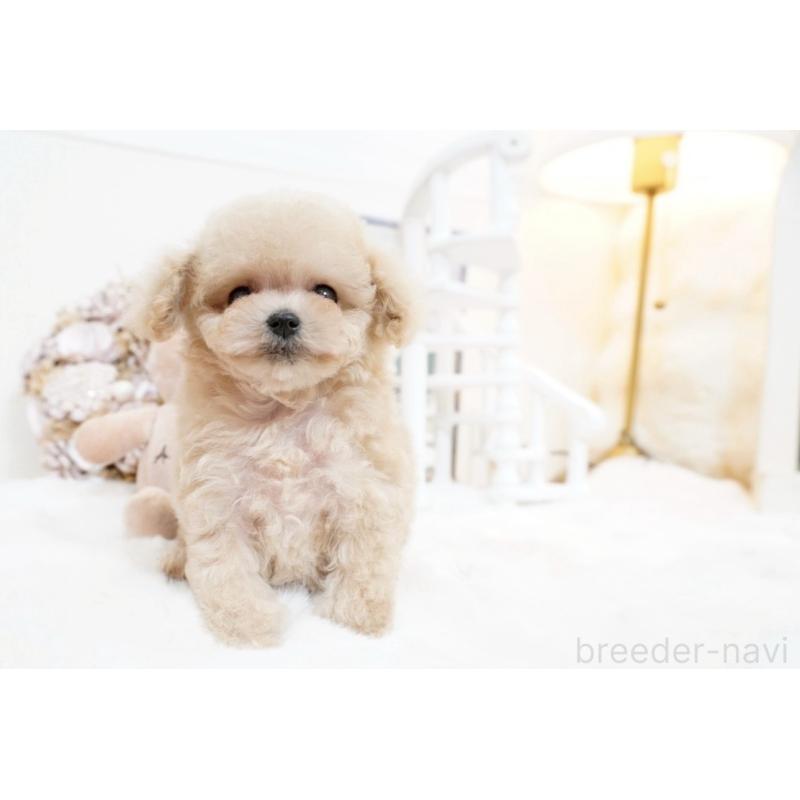 販売中の大阪府のティーカッププードル-447619の13枚目