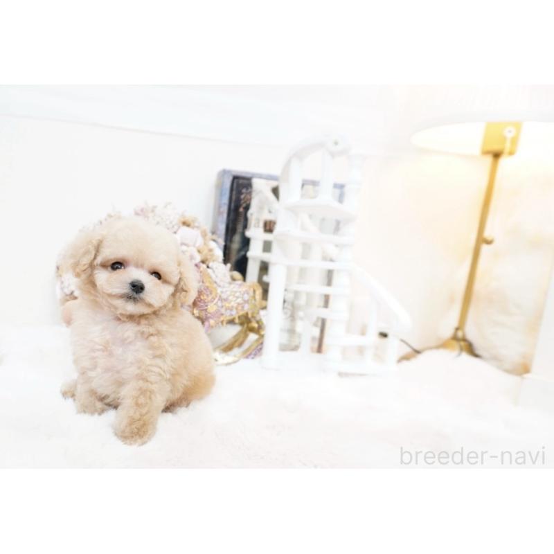 販売中の大阪府のティーカッププードル-447619の10枚目