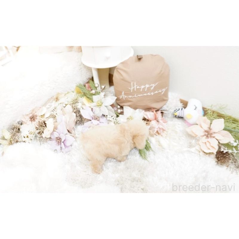 販売中の大阪府のティーカッププードル-447619の9枚目