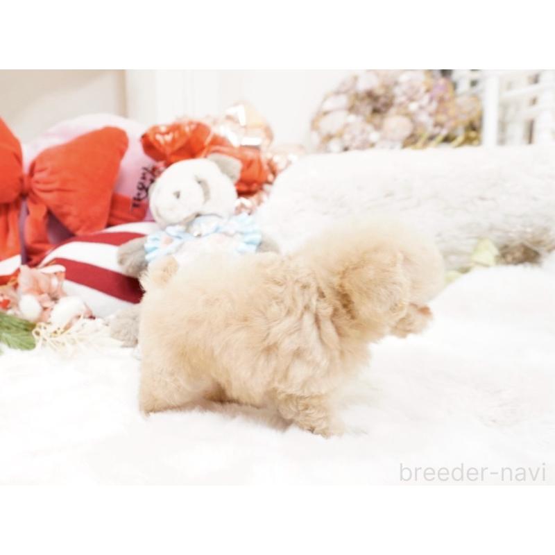 販売中の大阪府のティーカッププードル-447619の8枚目