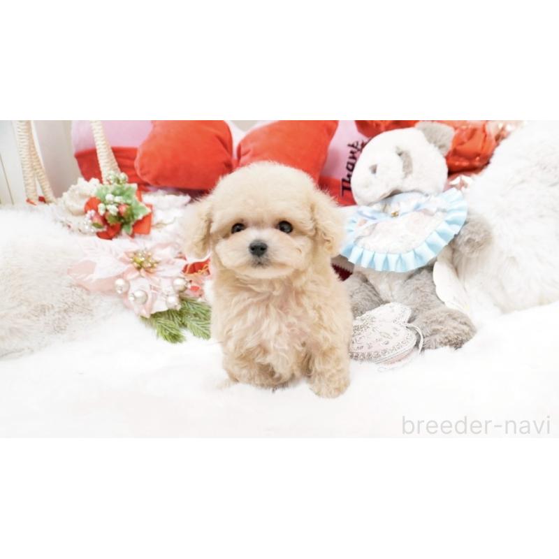 販売中の大阪府のティーカッププードル-447619の7枚目