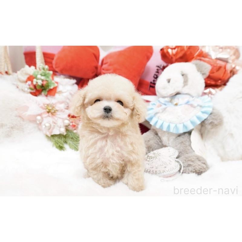 販売中の大阪府のティーカッププードル-447619の6枚目