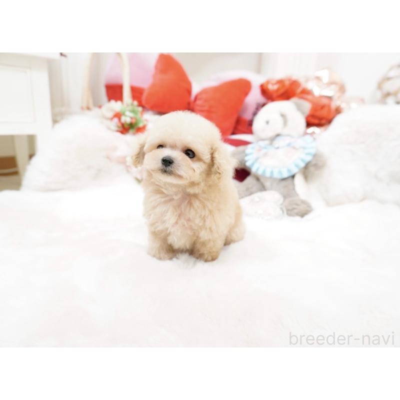 販売中の大阪府のティーカッププードル-447619の5枚目