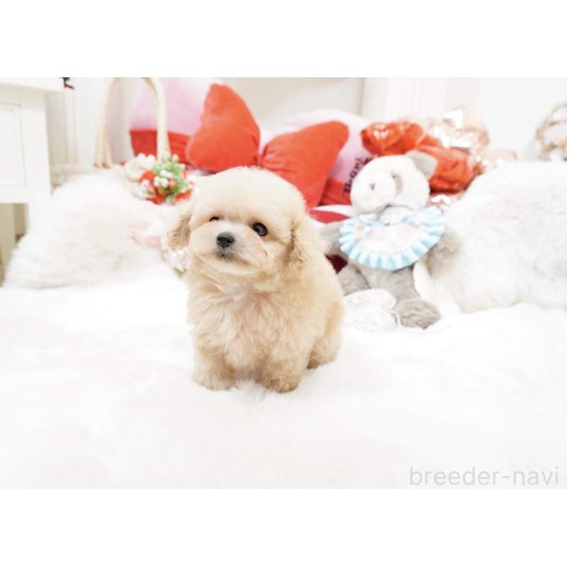 販売中の大阪府のティーカッププードル-447619の4枚目