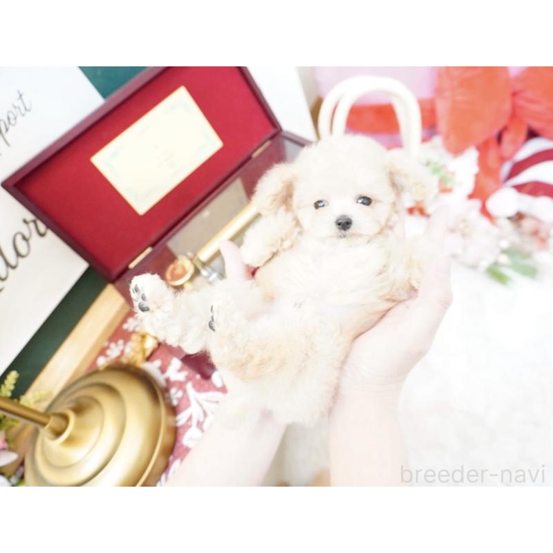 販売中の大阪府のティーカッププードル-447619の3枚目