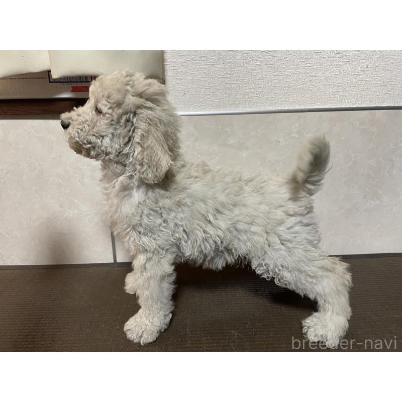 販売中の東京都のゴールデンドゥードル:ゴールデンレトリーバー×プードル-437287の2枚目