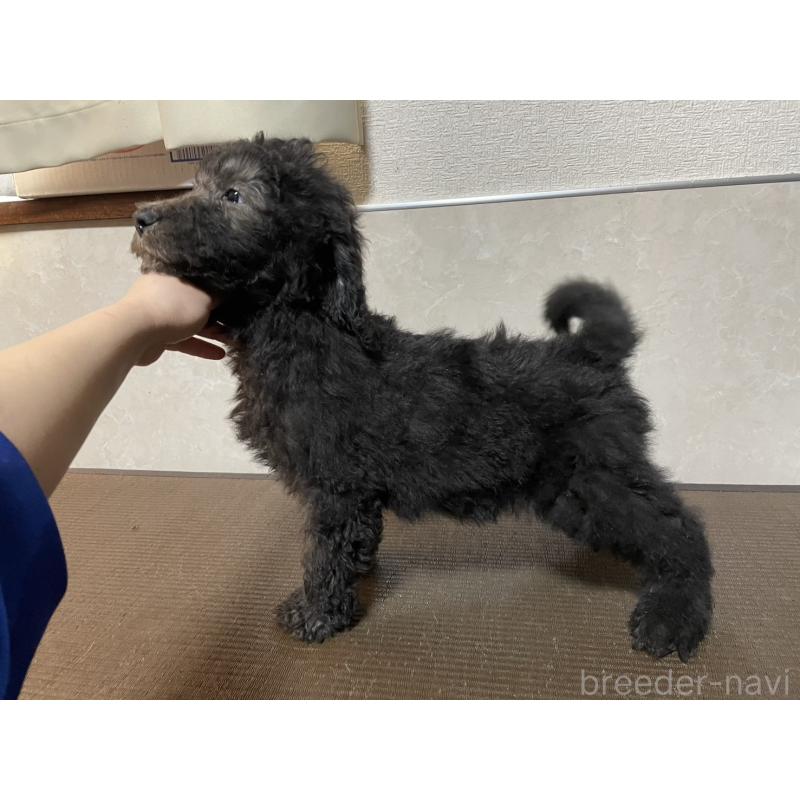 販売中の東京都のゴールデンドゥードル:ゴールデンレトリーバー×プードル-438466