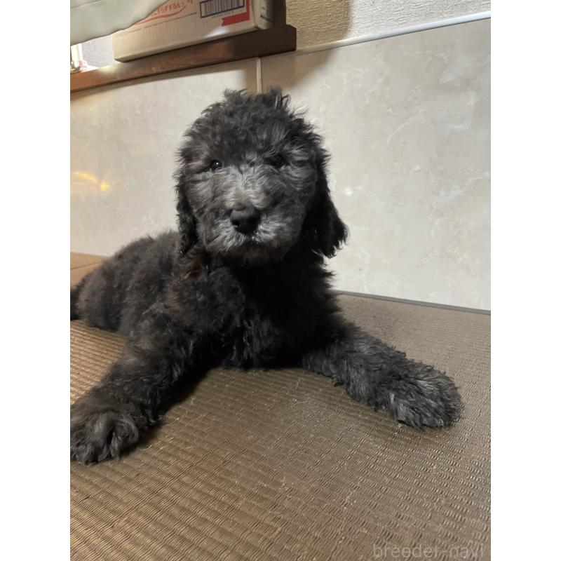 販売中の東京都のゴールデンドゥードル:ゴールデンレトリーバー×プードル-438466の3枚目