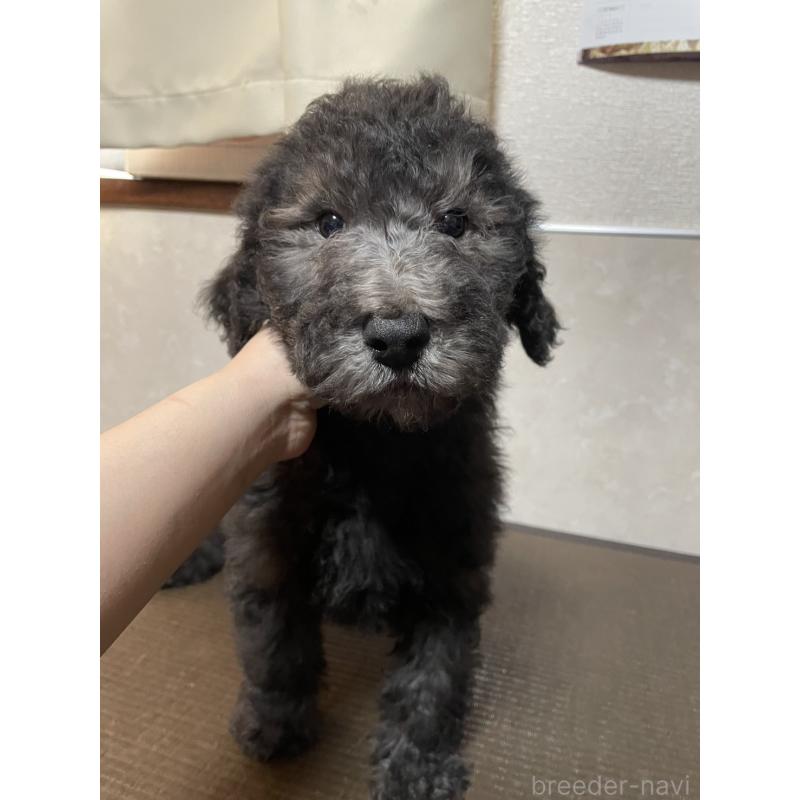 販売中の東京都のゴールデンドゥードル:ゴールデンレトリーバー×プードル-438466の2枚目