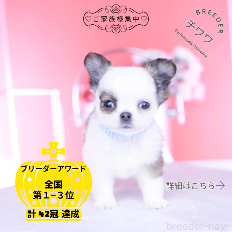 販売中の愛知県のチワワ(ロングコート)-444693