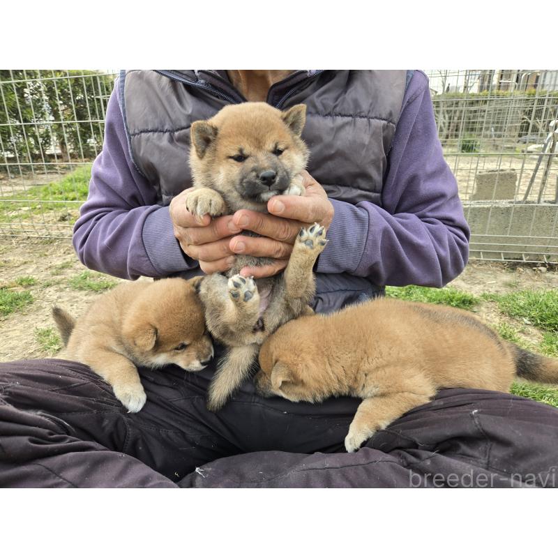 販売中の静岡県の柴犬-447620の4枚目