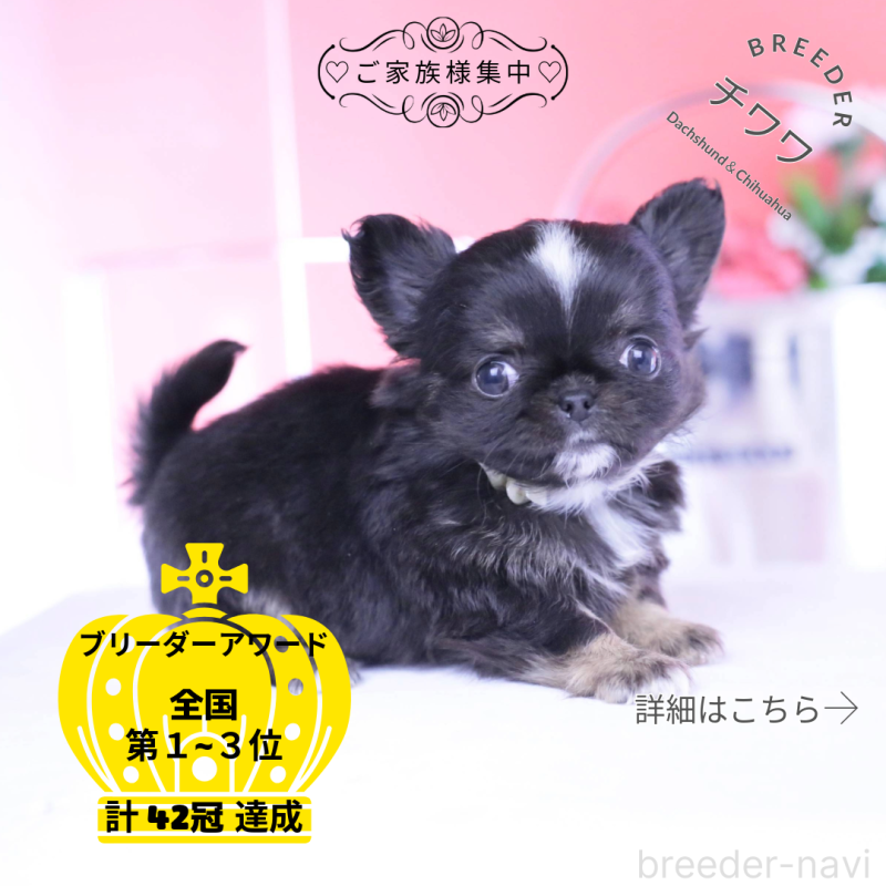 販売中の愛知県のチワワ(ロングコート)-444689