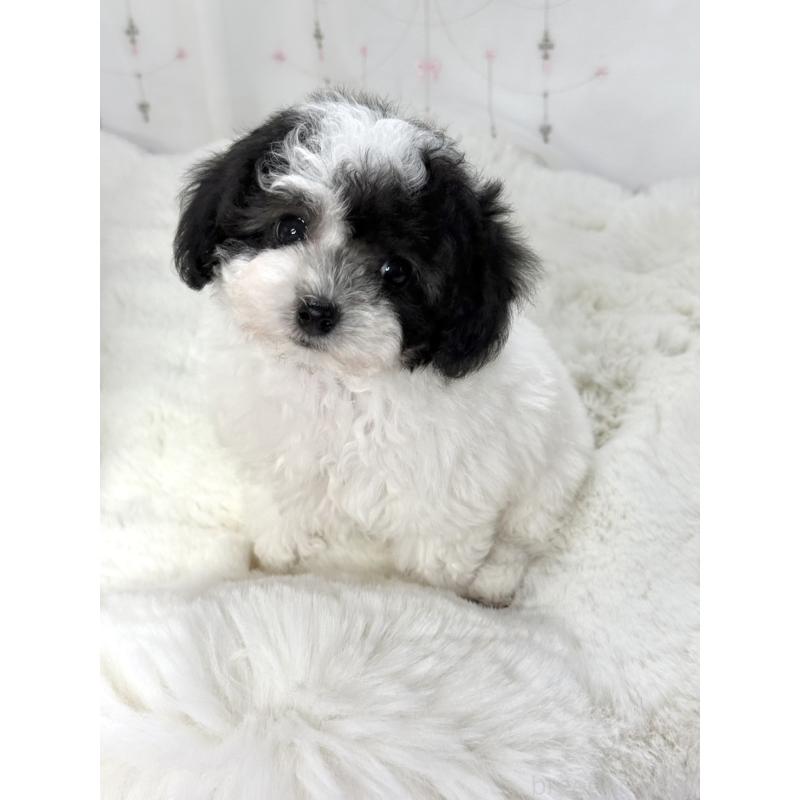 販売中の大阪府のタイニープードル-447621の10枚目