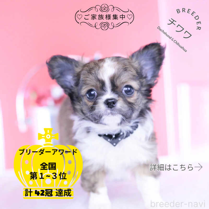 販売中の愛知県のチワワ(ロングコート)-443275