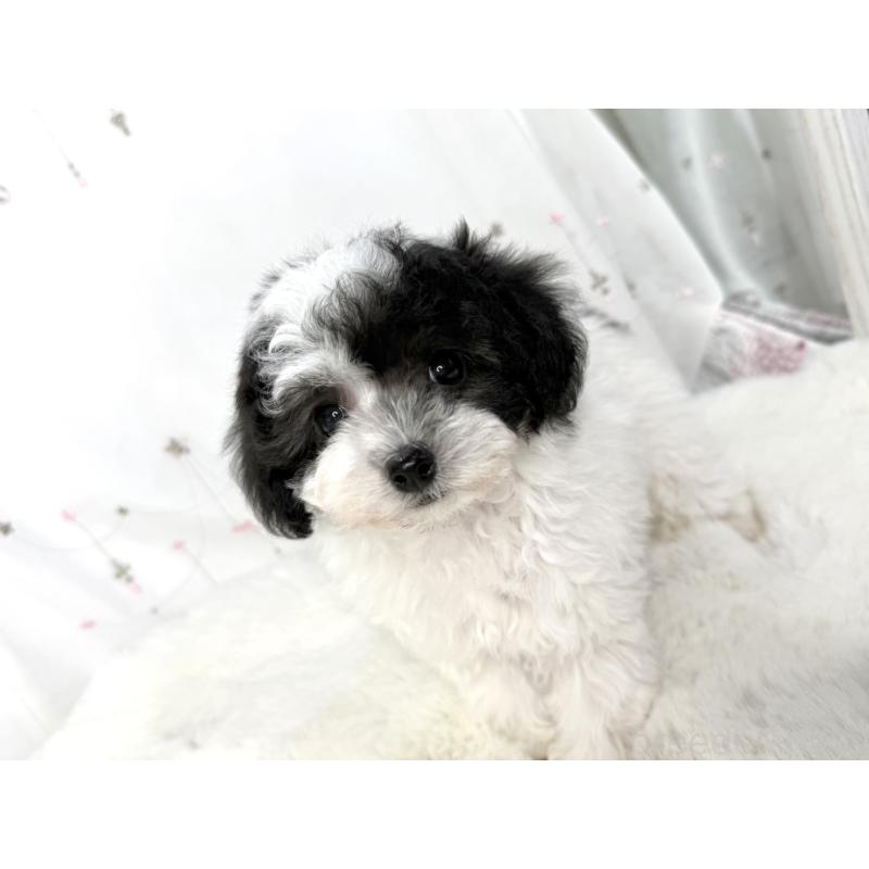 販売中の大阪府のタイニープードル-447621の8枚目