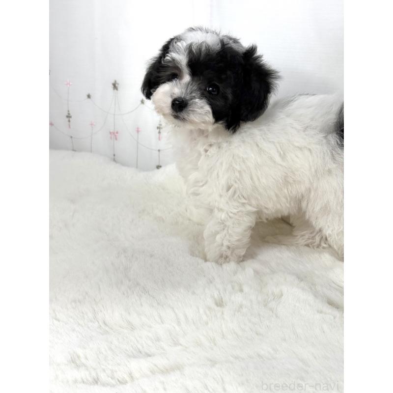 販売中の大阪府のタイニープードル-447621の7枚目